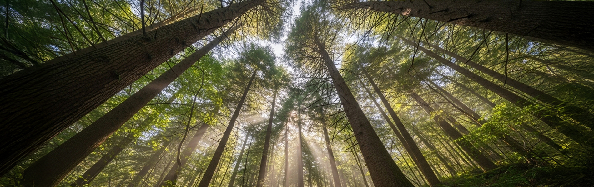 醍醐林業のイメージ